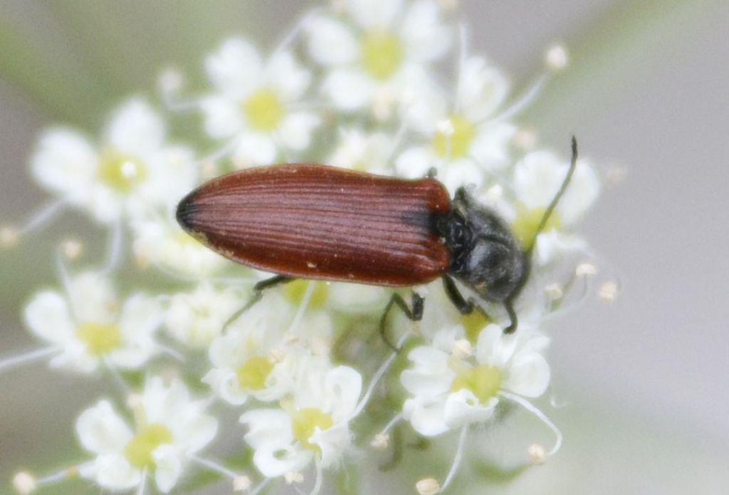 Anostirus zenii (Rosenhauer, 1856), Elateridae